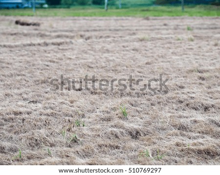 dry grass field