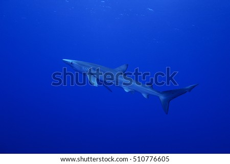 Blue shark (Prionace glauca), Pico island, Azores archipelago.