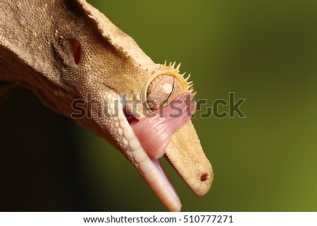 crested gecko - studio photograph
