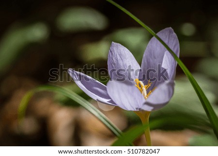Gentle single crocus flower on the forest floor, macro