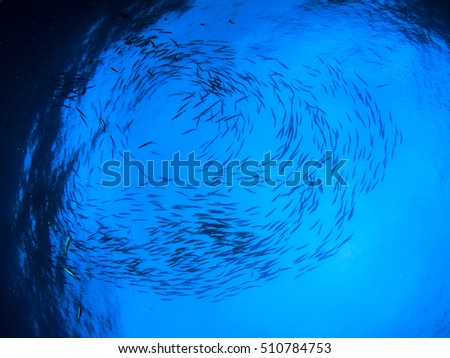 School barracuda fish in ocean