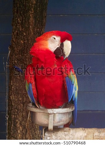 Portrait of colorful Scarlet Macaw parrot : Photo