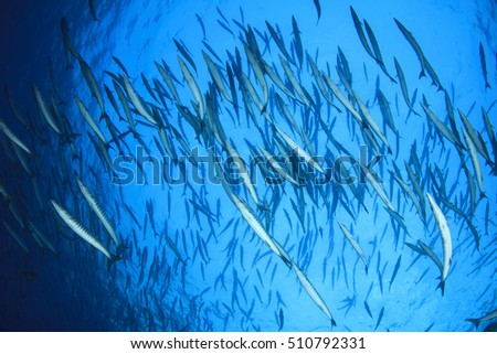 School of barracuda fish in ocean