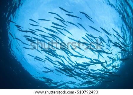 School of barracuda fish in ocean