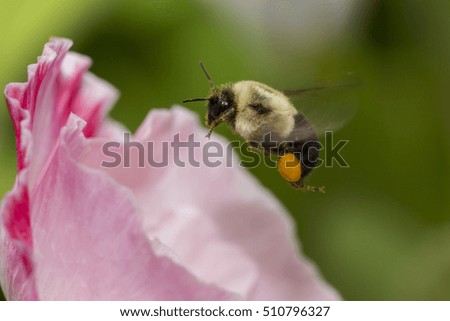 One Honey Bee full of pollen in Poppy Flower