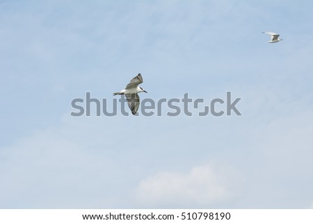 The bird on the sea (sky background) at Bangpakong river in Chachengsao Provice east of Thailand.