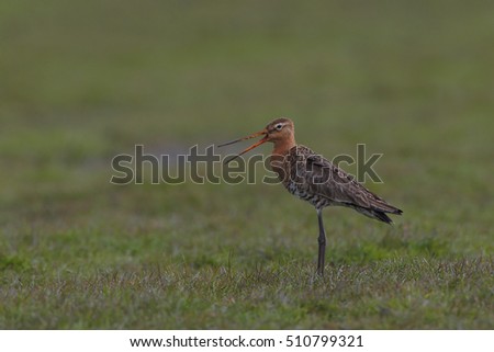 Black tailed godwit in grass.