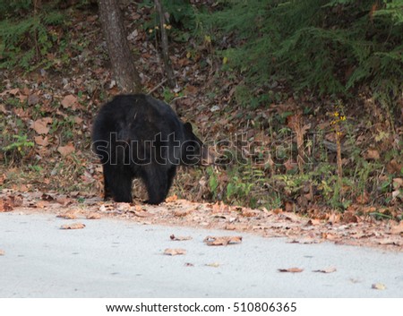 Female black bear looking back