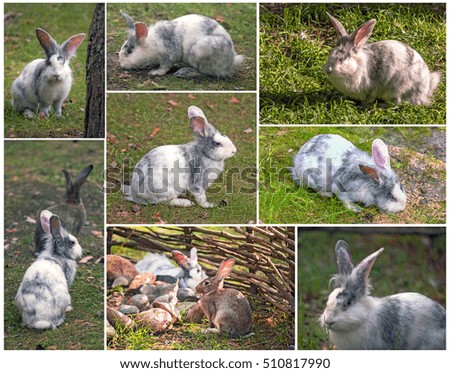 Set pictures of white rabbits