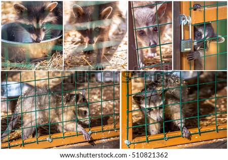 Set pictures of raccoons in zoo jail