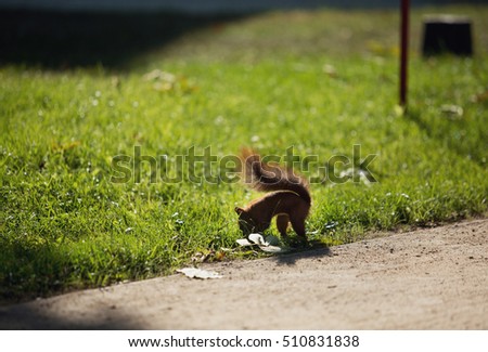 Red squirrel is playing in the grass