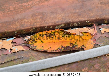 single yellow orange brown fallen leaf in the last phase of his life laying on the rusted old car with last signs of varnishing chipped paint. cycle of life.decay.focus on the stand alone leaf.the end
