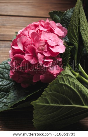 Pink Hydrangea flower (Hortensia or Ortensia). Stylish floral background