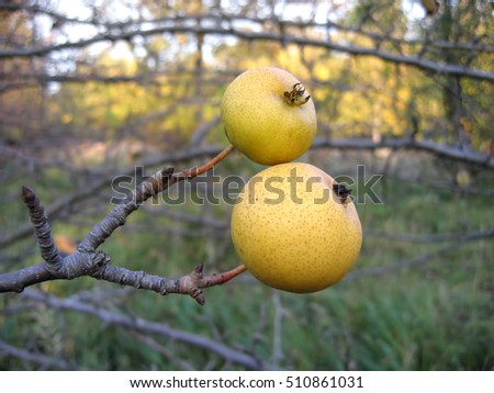 Branch of wild pear with two fruit