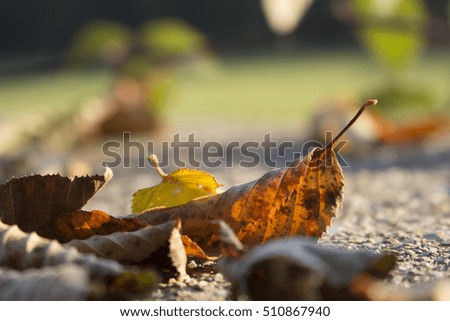 yellowed foliage falls in autumn