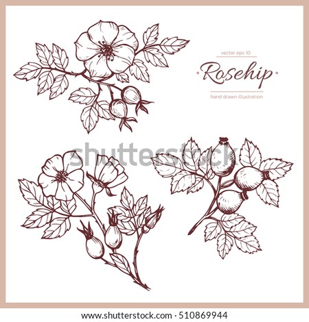 Vector hand drawn set with rosehip.Vintage design with herbal flower illustration.Element for design. Realistic drawing. Royalty-Free Stock Photo #510869944