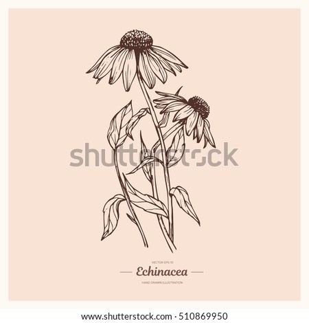 Vector hand drawn echinacea illustration. Vintage botanical drawing.Element for design. Realistic drawing Royalty-Free Stock Photo #510869950