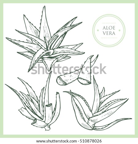 Vector hand drawn set with aloe vera. Illustration medical plant.Element for design. Realistic drawing. Royalty-Free Stock Photo #510878026