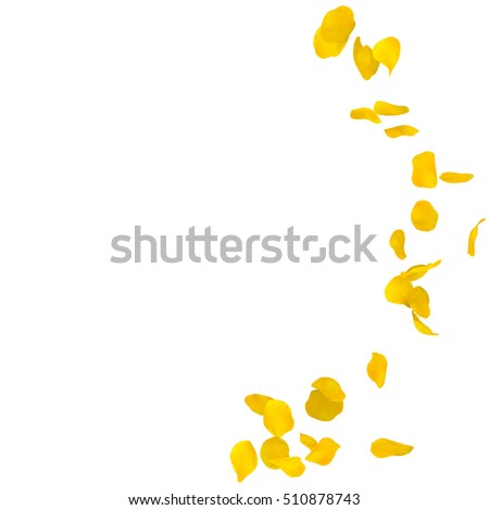 Yellow rose petals scattered on the floor in a semi-circle. There is a place for Your text or photo