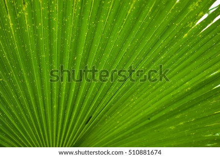 Close-up texture of a green-yellow palm leaf on a sunny day