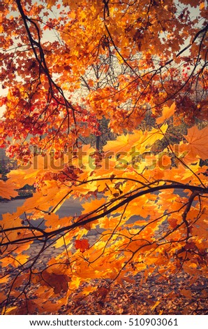 Yellow maple leaves on sunny autumn day