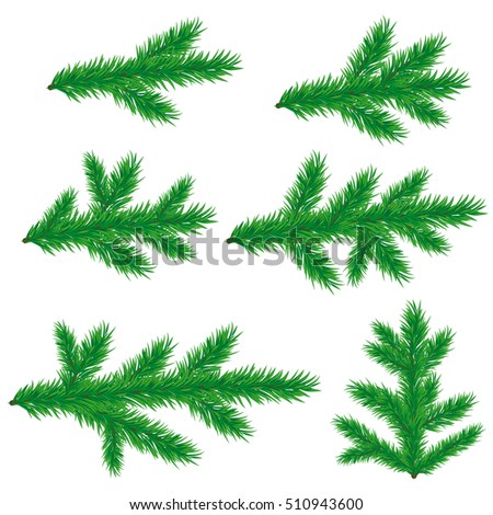 Collection fir-tree branches for your design isolated on white background. Vector illustration