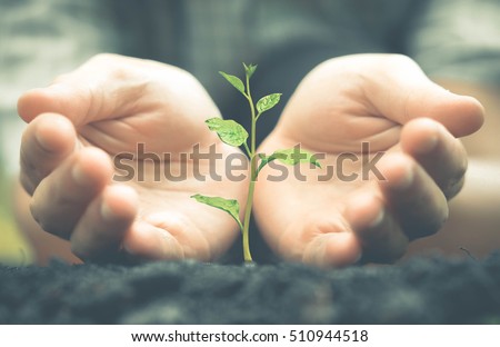 Growing a plant. Hands holding and nurturing tree growing on fertile soil  / nurturing baby plant / protect nature / Agriculture
