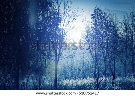 Dusk  forest at night. Blue moon light