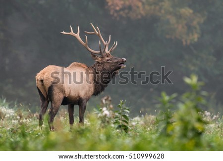 Bull Elk Royalty-Free Stock Photo #510999628