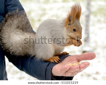 Squirrel eating nuts from man hand on a winter background