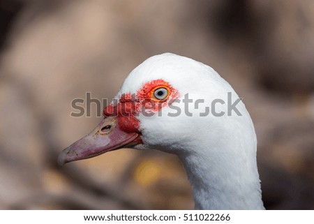 The Muscovy duck is a large duck native to Mexico, Central, and South America. Small wild and feral breeding populations have established themselves in the United States.