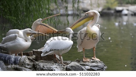     Great White Pelican
