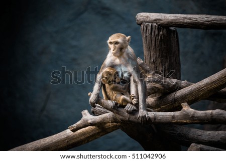 Monkey and Her Baby Are Sitting On A Timber 