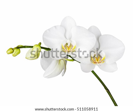 Three day old white orchid isolated on white background. Closeup. Royalty-Free Stock Photo #511058911