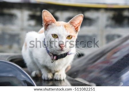White Cat On The Car