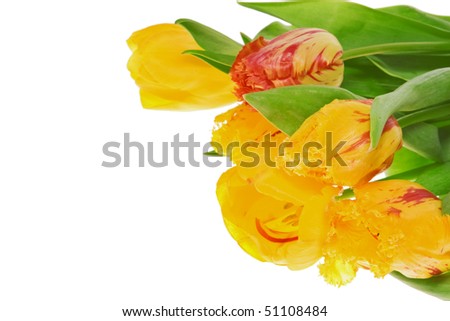 Bunch of coloured fresh tulips on white background