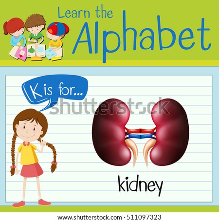 Flashcard letter K is for kidney illustration