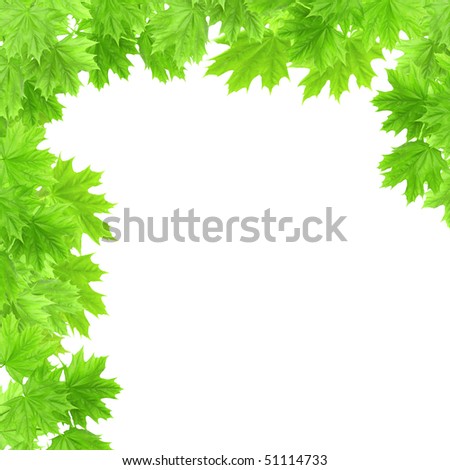 Leaves of a maple - isolated over white