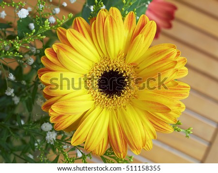 yellow gerber daisy closeup, natural background