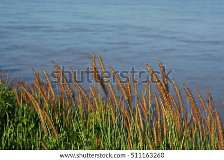 Grass flowers Riverside