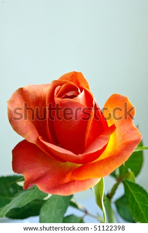 birthday rose on white background