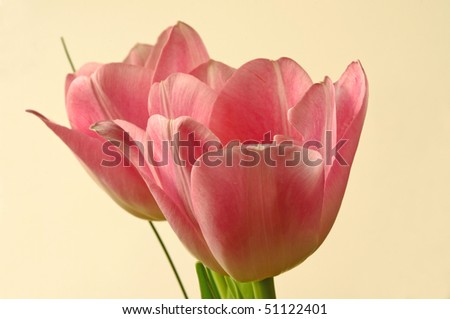 Birthday tulips on white background