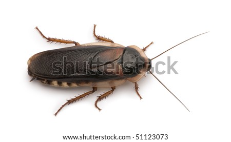 Dubia cockroach, Blaptica dubia, in front of white background