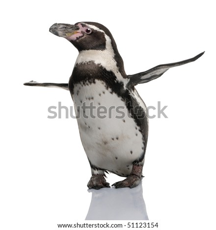 Humboldt Penguin, Spheniscus humboldti, standing in front of white background