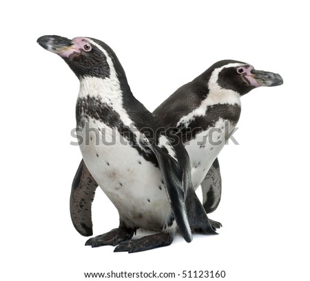 Humboldt Penguins, Spheniscus humboldti, standing in front of white background