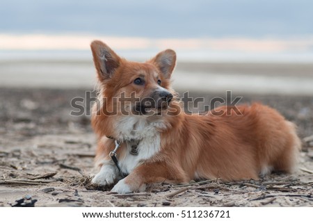 Photo of a dog (breed welsh pembroke corgi fluffy, red colored) lying on the sand on a beach on the sun set, looking on the right side Royalty-Free Stock Photo #511236721