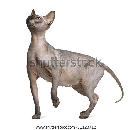 Sphynx cat, 1 year old, standing in front of white background
