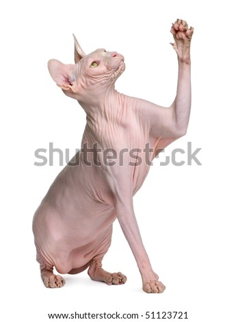 Sphynx cat, 1 year old, sitting in front of white background with paw up