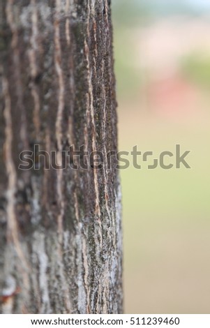 Tree bark texture natural background - selected focus - depth of field