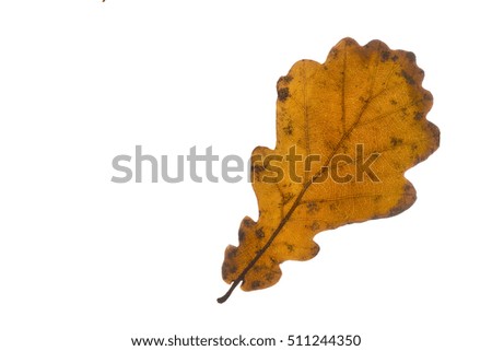 Oak tree leave isolated on white background